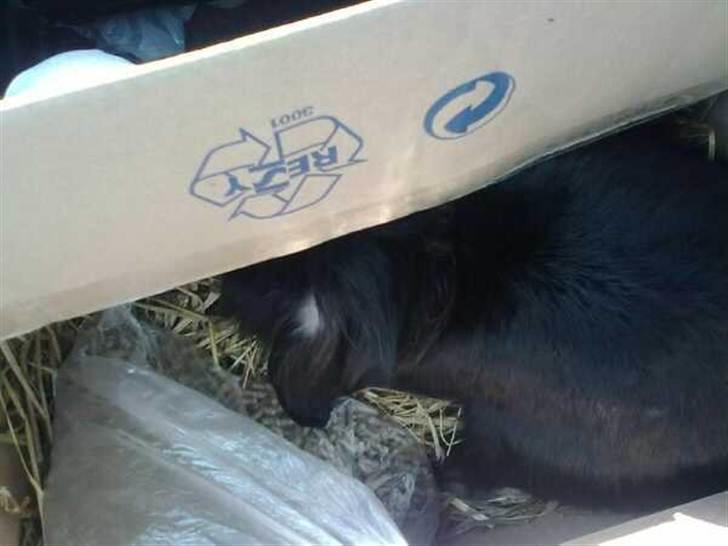 Kanin Flex. - På vej hjem, han gemmer sig. billede 5