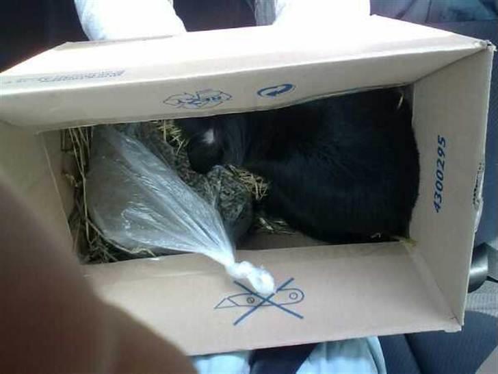 Kanin Flex. - Flex gemmer sig i hjørnet :D. billede 6