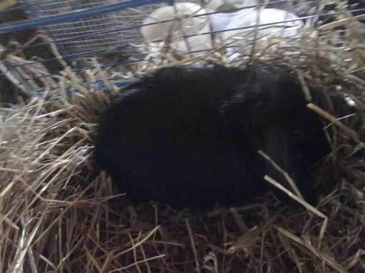 Kanin Flex. - En time efter vi er kommet hjem. billede 7