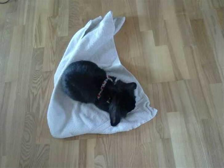 Kanin Flex. billede 8