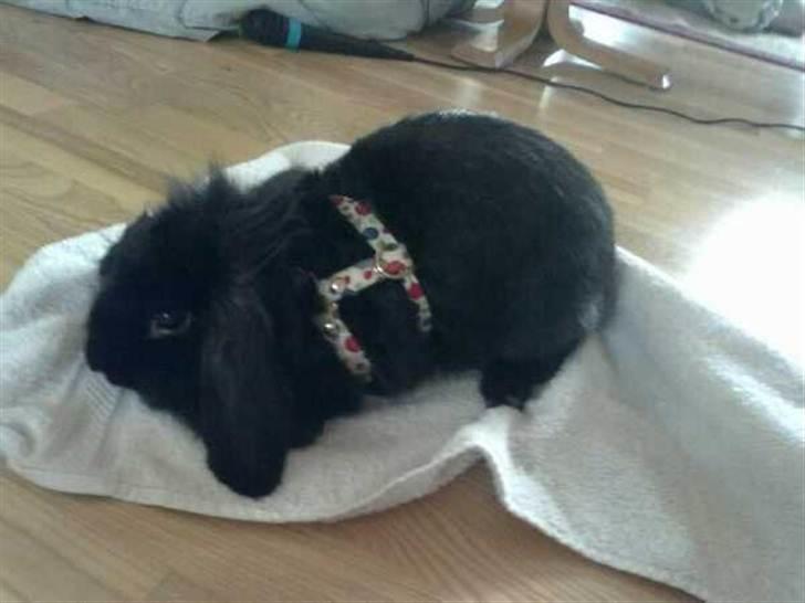 Kanin Flex. billede 9