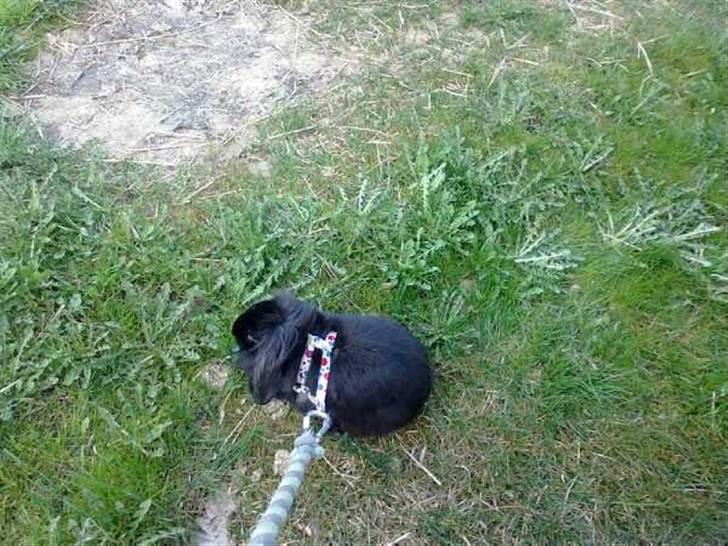 Kanin Flex. billede 11