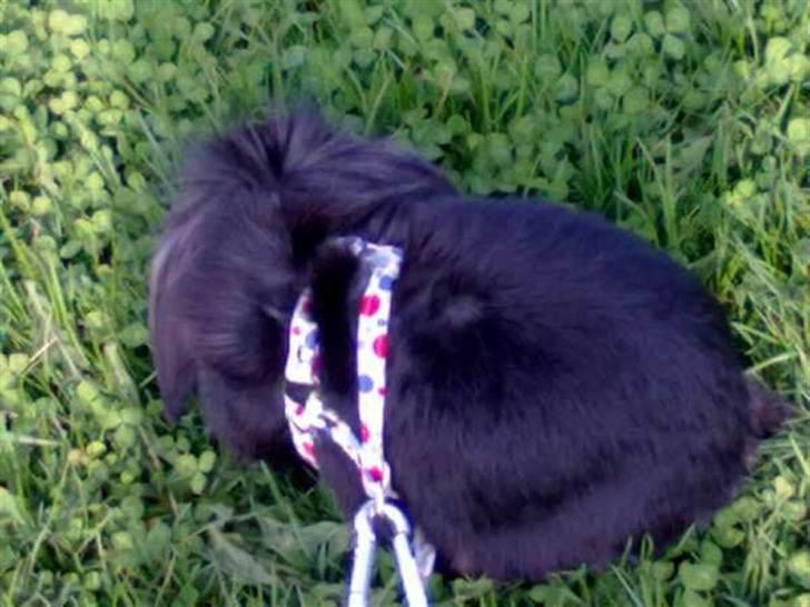 Kanin Flex. billede 12