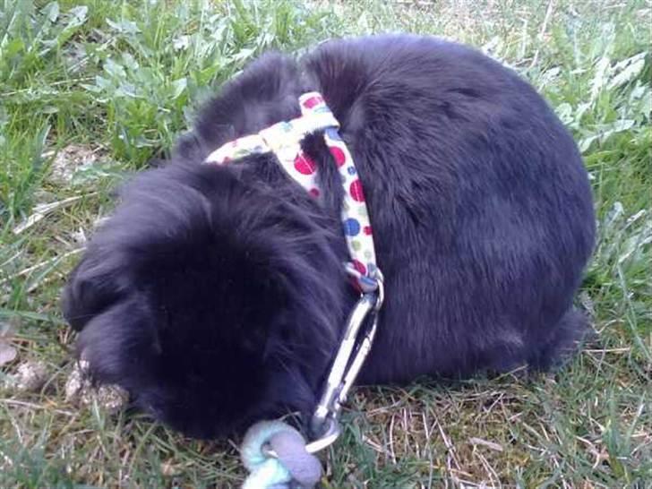 Kanin Flex. billede 13