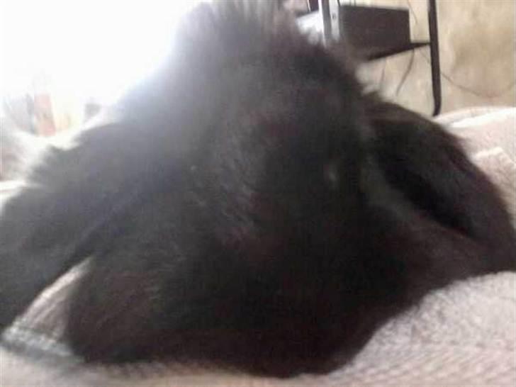 Kanin Flex. billede 14