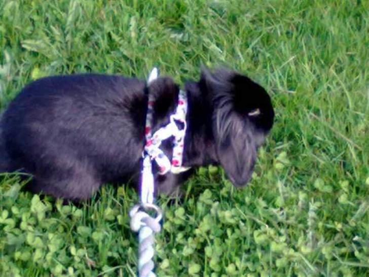 Kanin Flex. billede 15