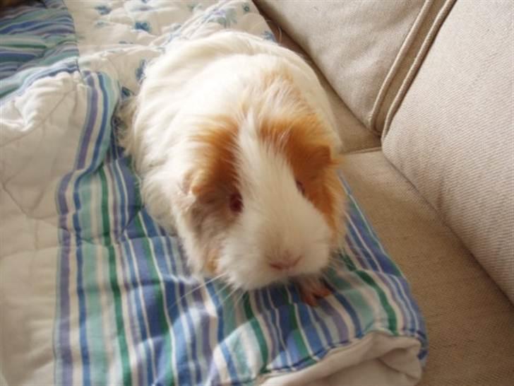 Marsvin Sisi - Sisi :) billede 1