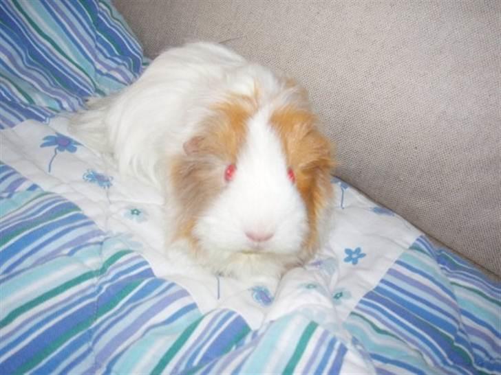 Marsvin Sisi - Sisi med sine røde øjne billede 2