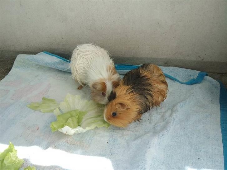 Marsvin Sisi - Sisi og Lulu efter et bad, ren hygge på altanen med salat billede 3