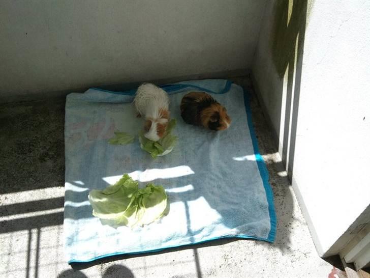 Marsvin Sisi billede 4