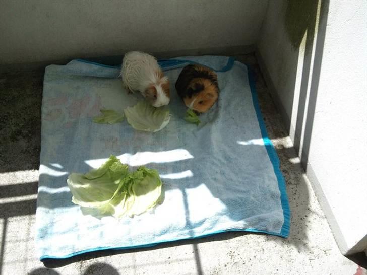 Marsvin Sisi billede 5