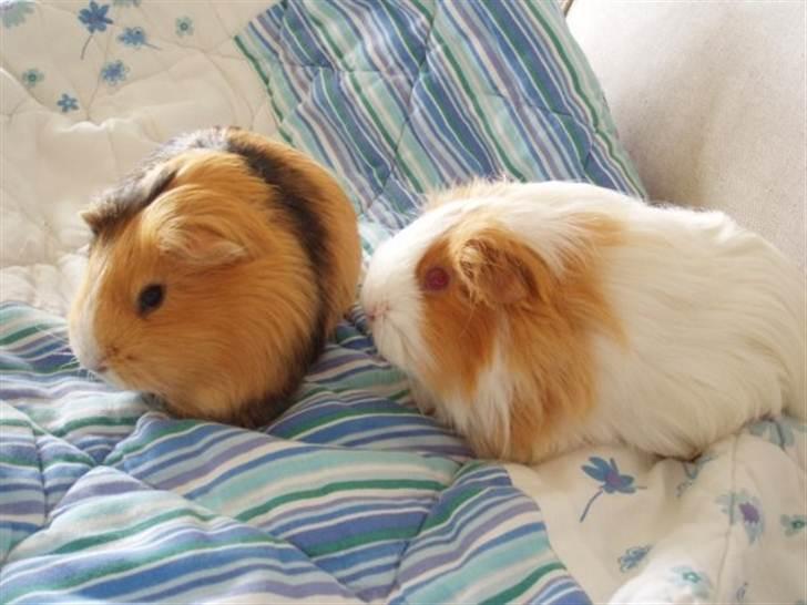 Marsvin Sisi - Sisi og Lulu billede 6