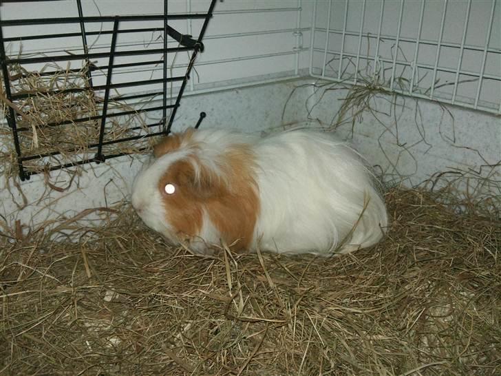 Marsvin Sisi - Frøken Sisi i buret billede 7