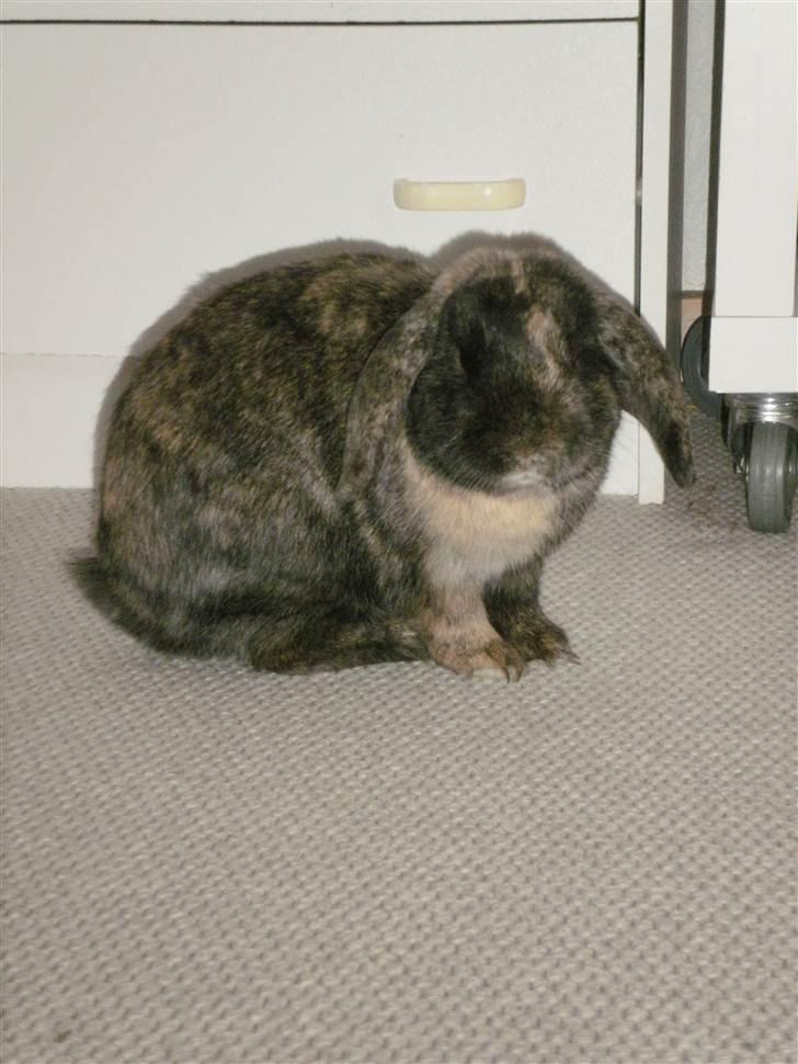 Kanin Ninus billede 14