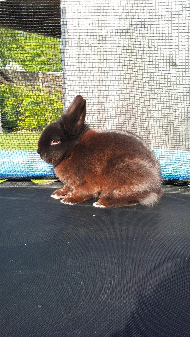 Kanin Speedy Cornsarles (forsvundet) :´( - I solyset (: billede 6