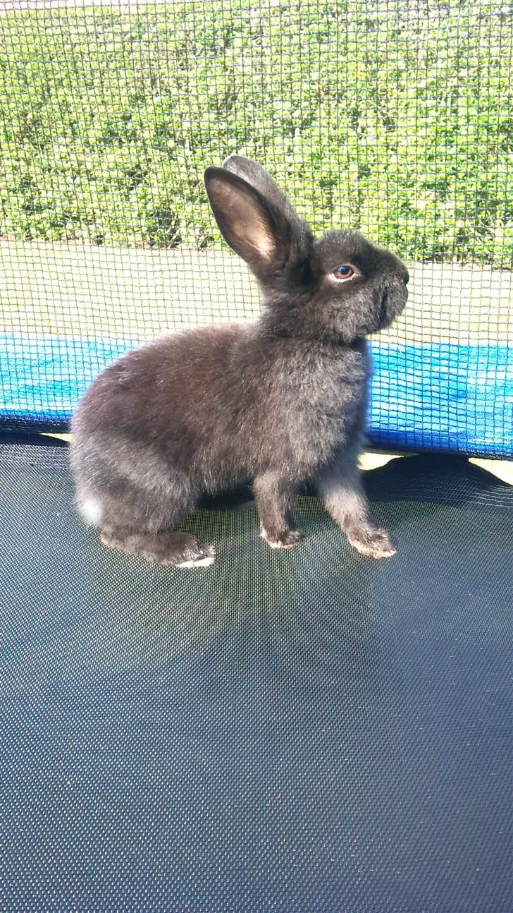 Kanin Speedy Cornsarles (forsvundet) :´( - Lidt nysgerrig (: billede 7