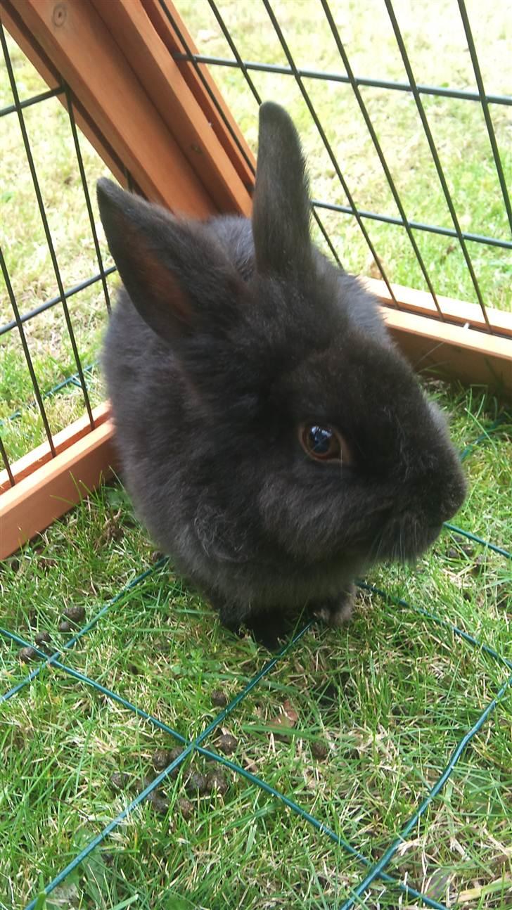 Kanin Speedy Cornsarles (forsvundet) :´( - I udeburet (: billede 11
