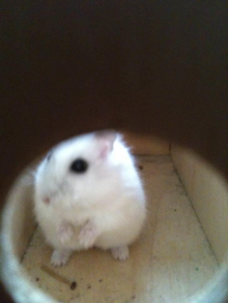 Dværghamster spunk (løbet væk) billede 6