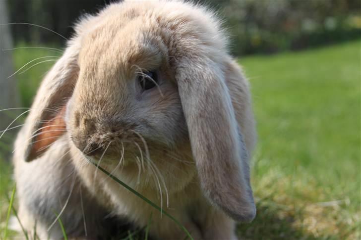 Kanin Miss Coco Chanel billede 1