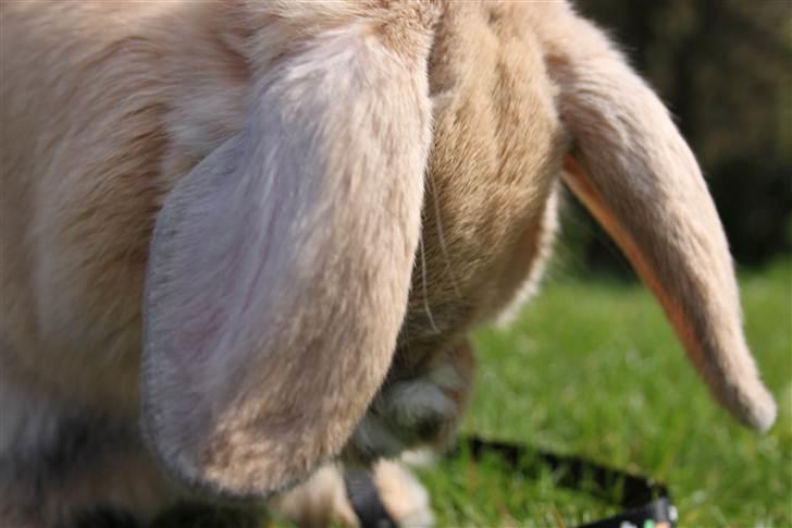 Kanin Miss Coco Chanel billede 4