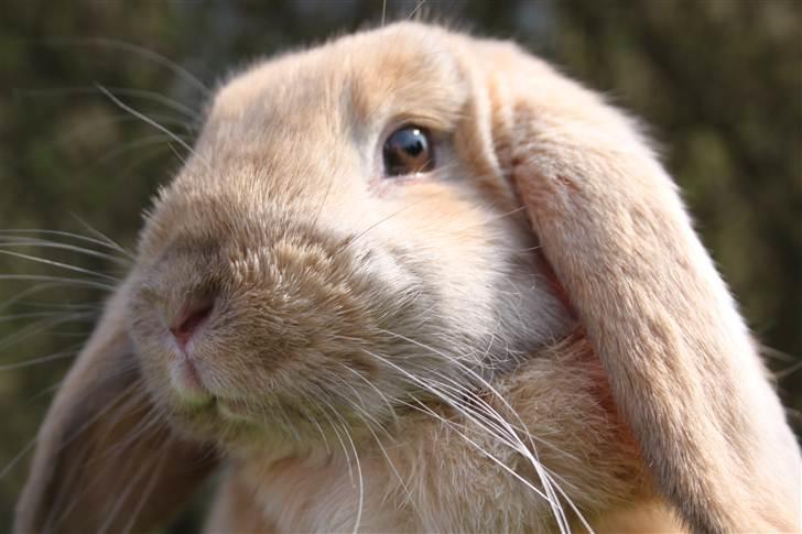 Kanin Miss Coco Chanel billede 2