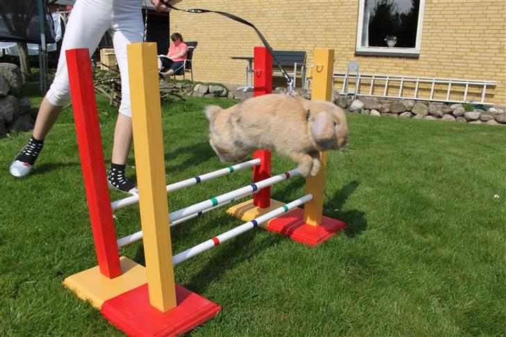 Kanin Miss Coco Chanel billede 3