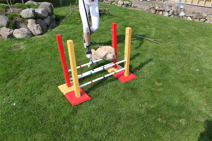 Kanin Miss Coco Chanel billede 5