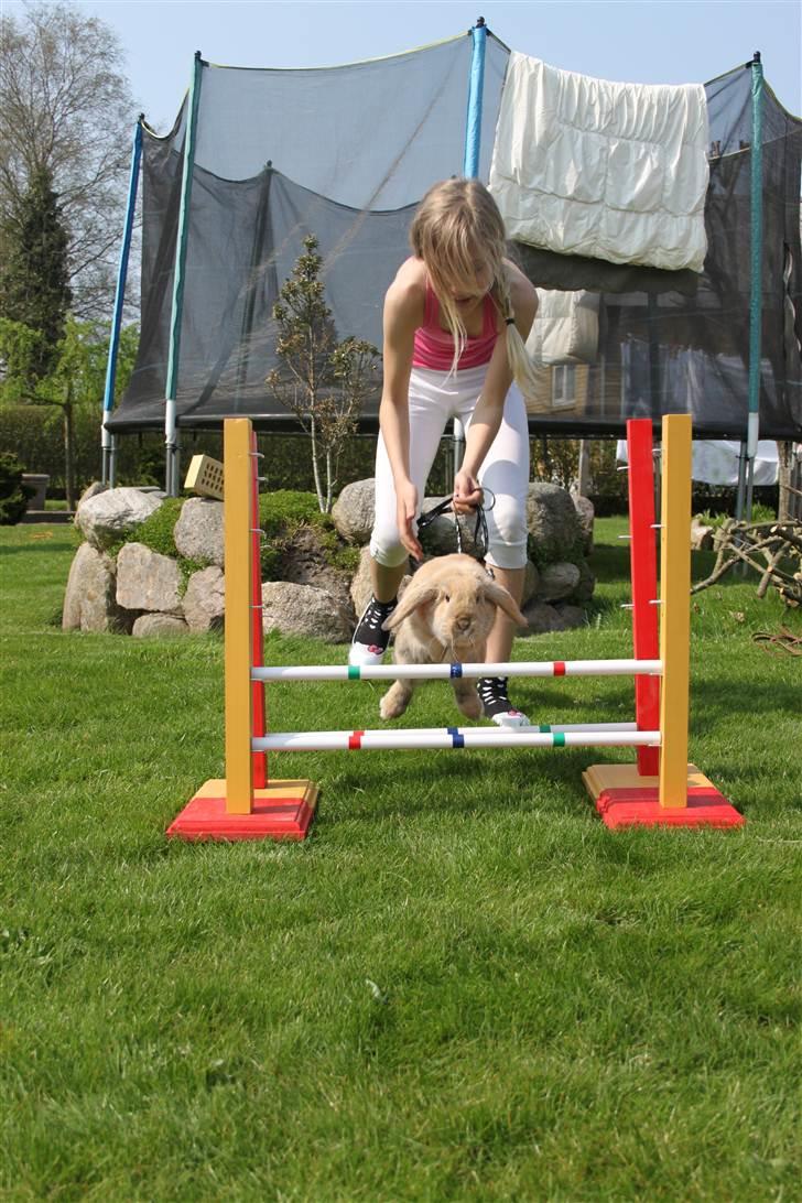 Kanin Miss Coco Chanel billede 6