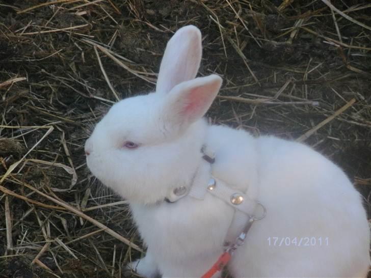 Kanin Prins Wasilii billede 1