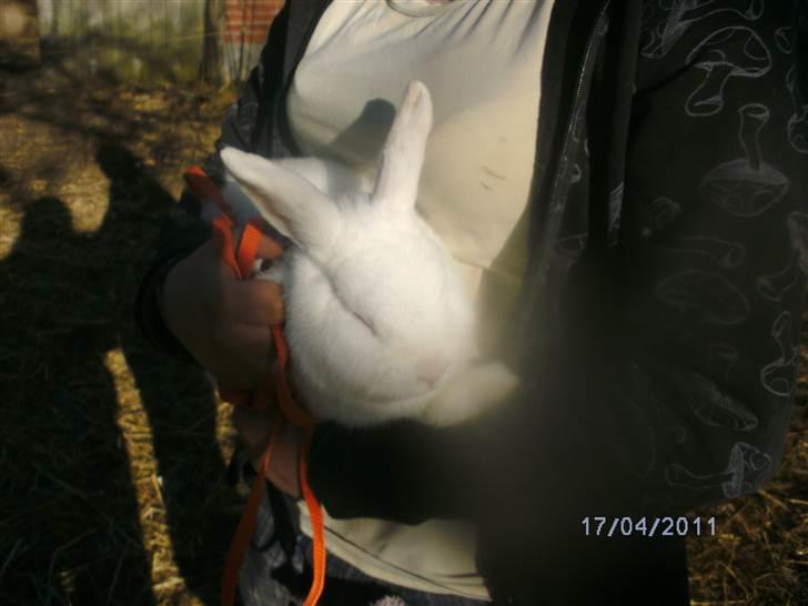 Kanin Prins Wasilii billede 2