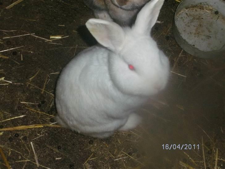 Kanin Prins Wasilii billede 3