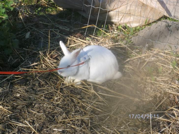 Kanin Prins Wasilii billede 4