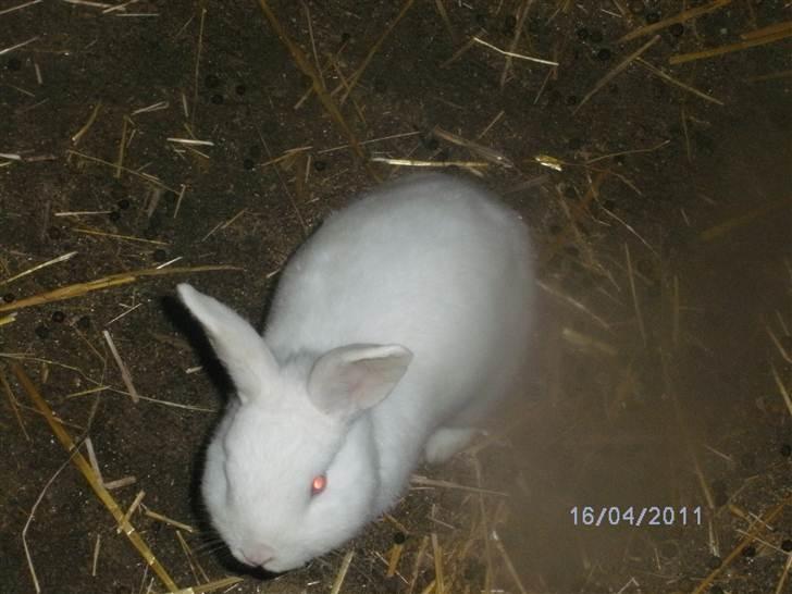 Kanin Prins Wasilii billede 5