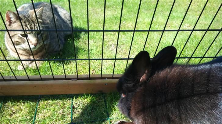 Kanin Speedy Cornsarles (forsvundet) :´( - Fritz og Speedy (: billede 14