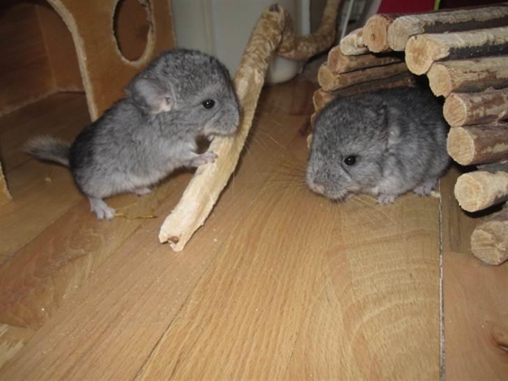 Chinchilla Wilma *aflivet d. 04-06-2012* - Wilma til højre. 9 dage gammel billede 11