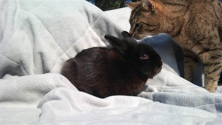 Kanin Speedy Cornsarles (forsvundet) :´( - Kærlighed ved første blik (bortset fra at Fritz (katten) er bange for Speedy og løb væk bagefter) (: billede 16