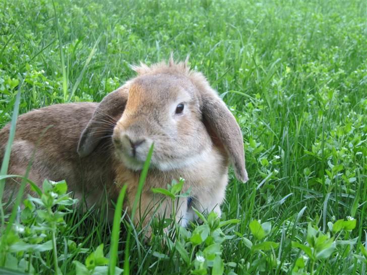 Kanin Ninka billede 6