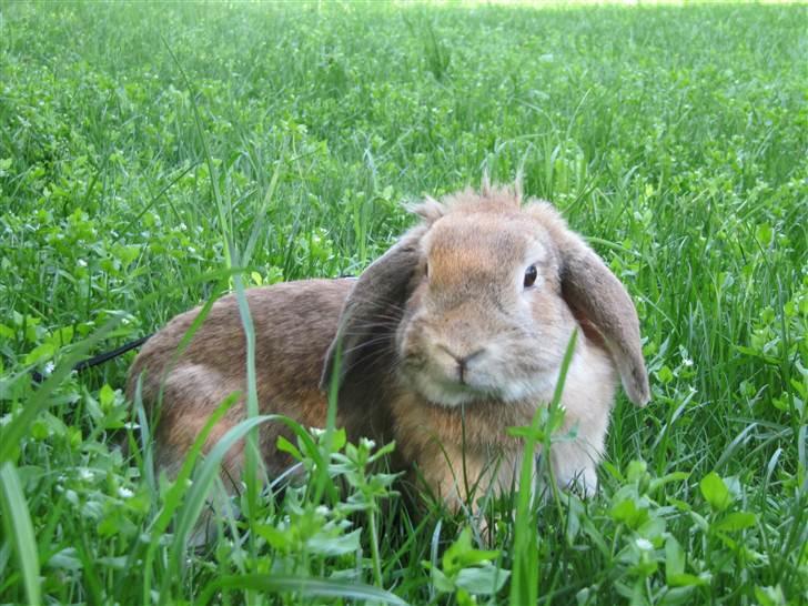 Kanin Ninka billede 7