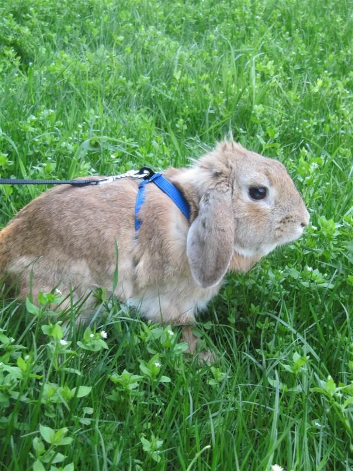 Kanin Ninka billede 8