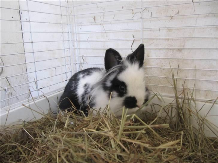 Kanin Snehvide billede 8