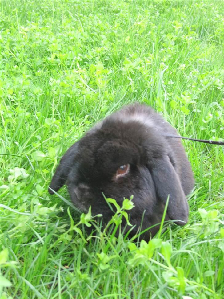 Kanin Ninus billede 7