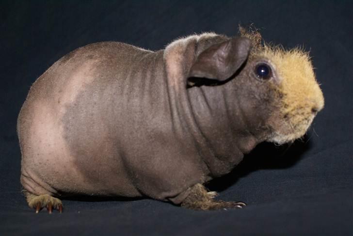 Marsvin Oops i Min Brors Skugga RIP billede 1