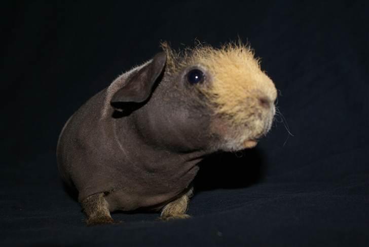 Marsvin Oops i Min Brors Skugga RIP billede 2