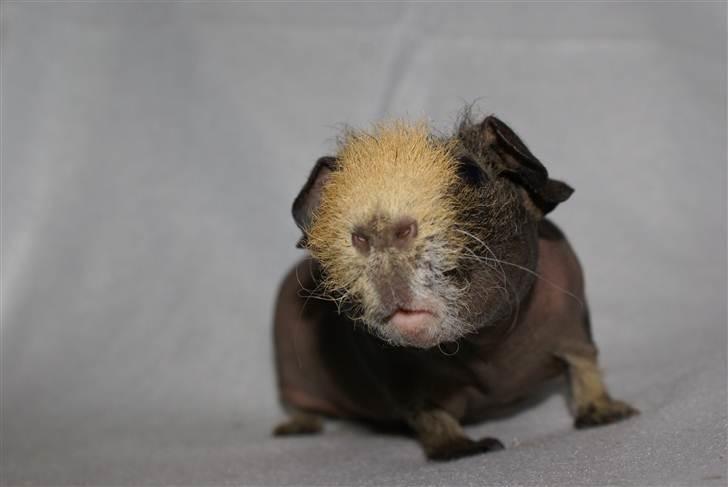 Marsvin Oops i Min Brors Skugga RIP billede 3