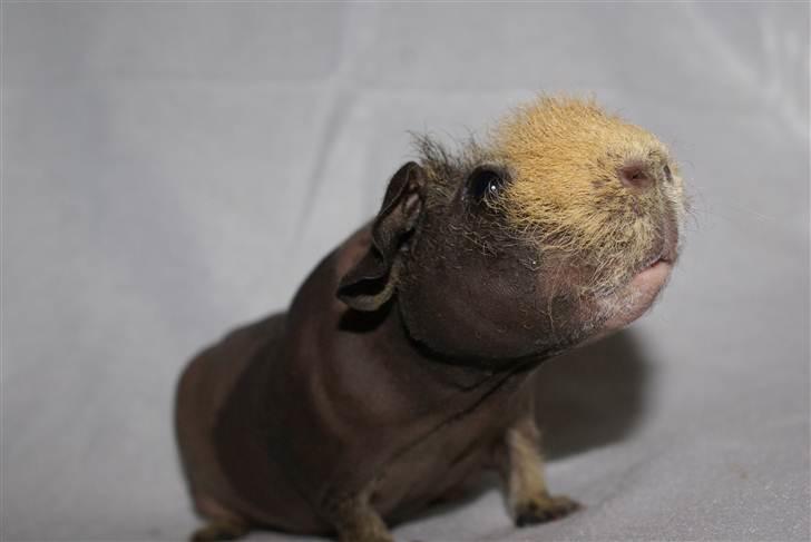 Marsvin Oops i Min Brors Skugga RIP billede 4