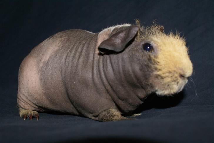 Marsvin Oops i Min Brors Skugga RIP billede 5