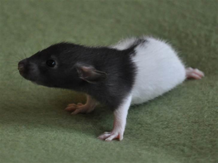 Tamrotte GR Saxofon billede 3