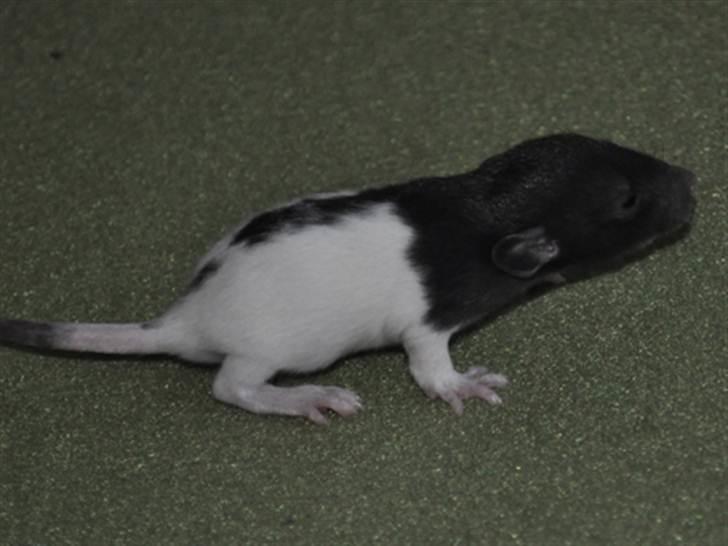 Tamrotte GR Saxofon billede 4