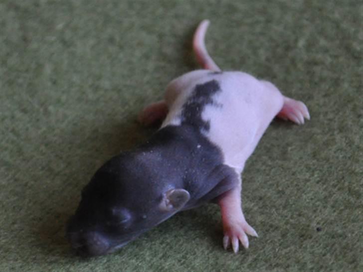 Tamrotte GR Saxofon billede 5