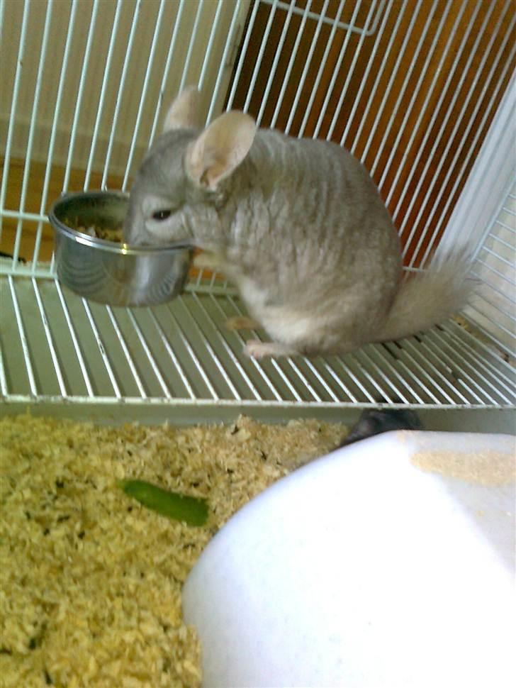 Chinchilla Beauty - Dejlige Beauty <3 billede 1